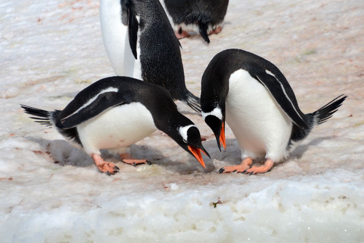 14B Two Gentoo Penguins Perform Their Mating Ritual On Cuverville Island From Zodiac On Quark Expeditions Antarctica Cruise